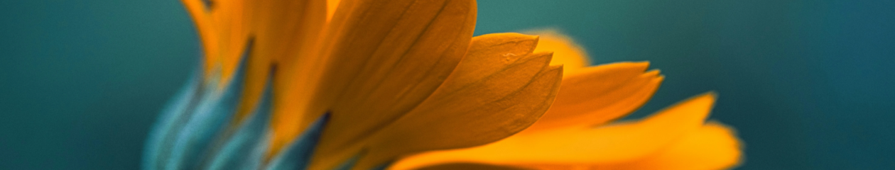 Siteheader